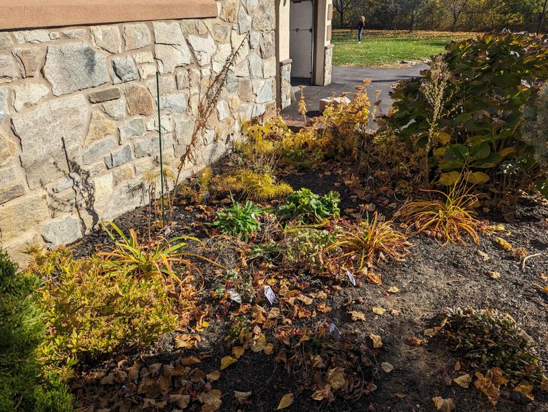 Timing Your Garden Cleanup Reduces Overwintering Sites