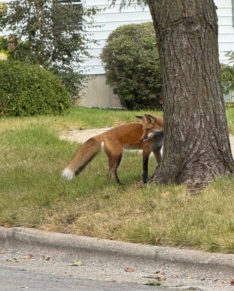 Suburban Landscapes Offer Better Shelter Options