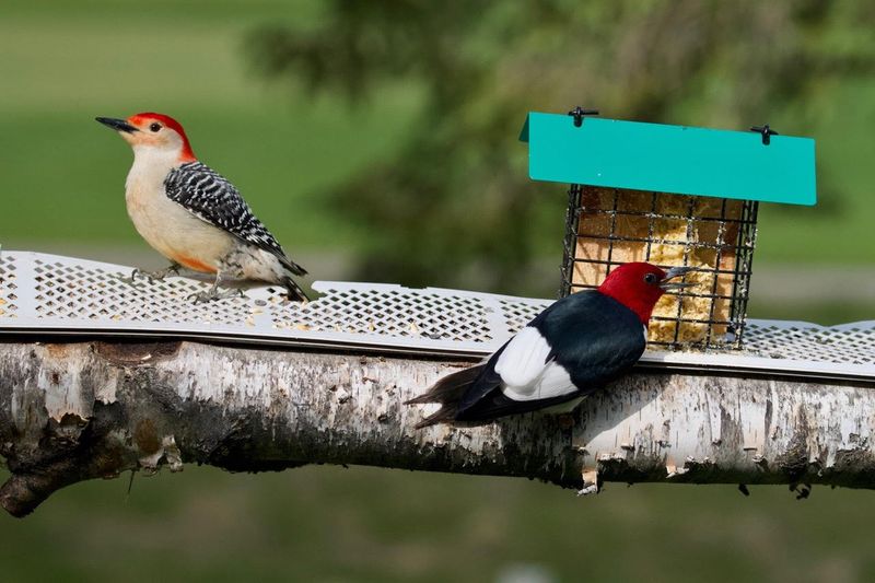 Competition With Other Species Drives Them To Yards