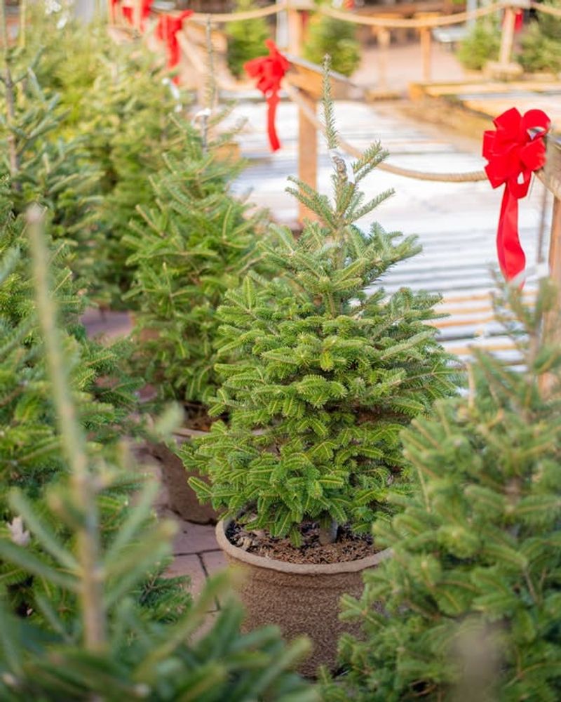 Outdoor Potted Evergreens