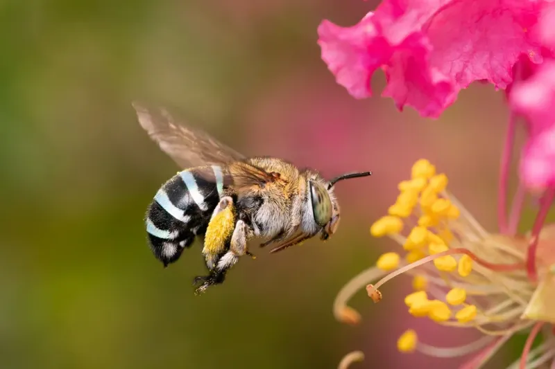 Supporting Michigan's Struggling Pollinator Populations
