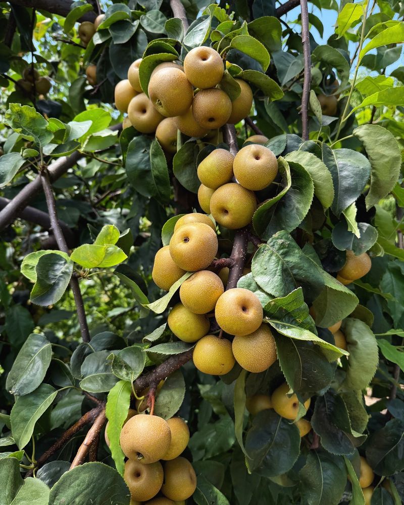 Asian Pear Trees