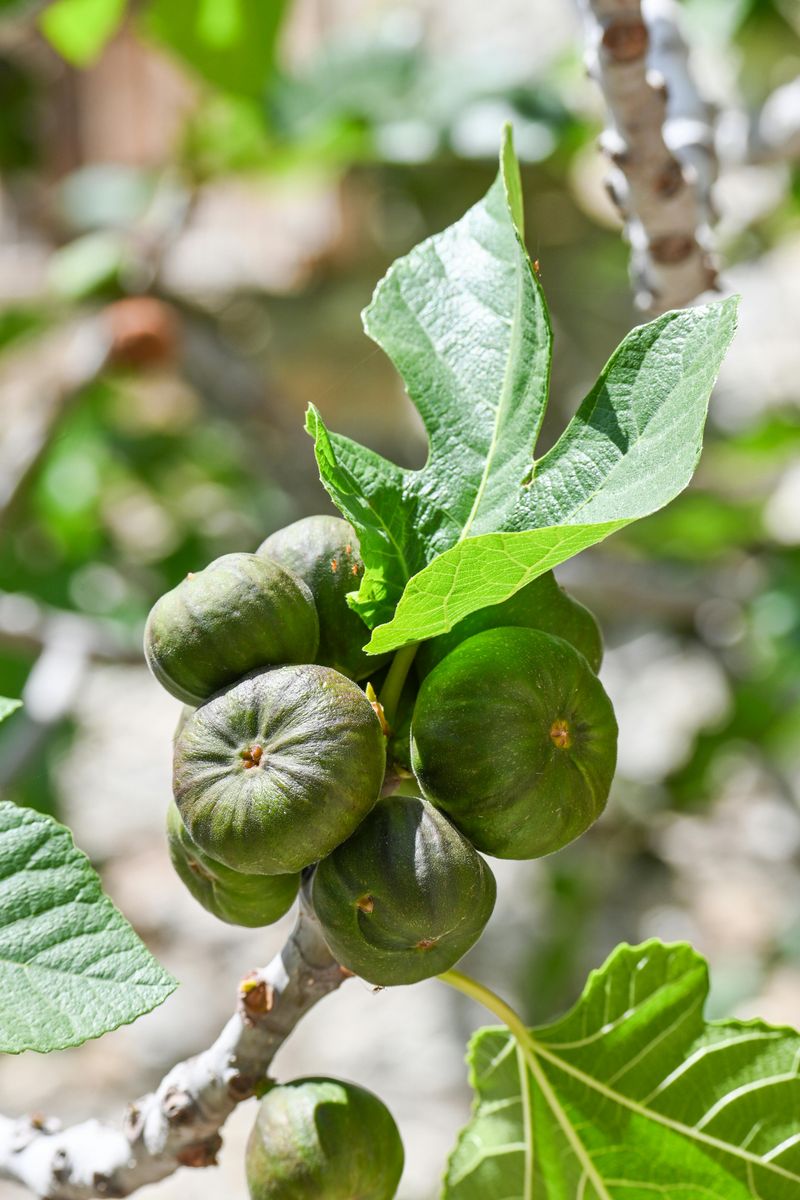 Fig Trees (Cold-Sensitive Varieties)