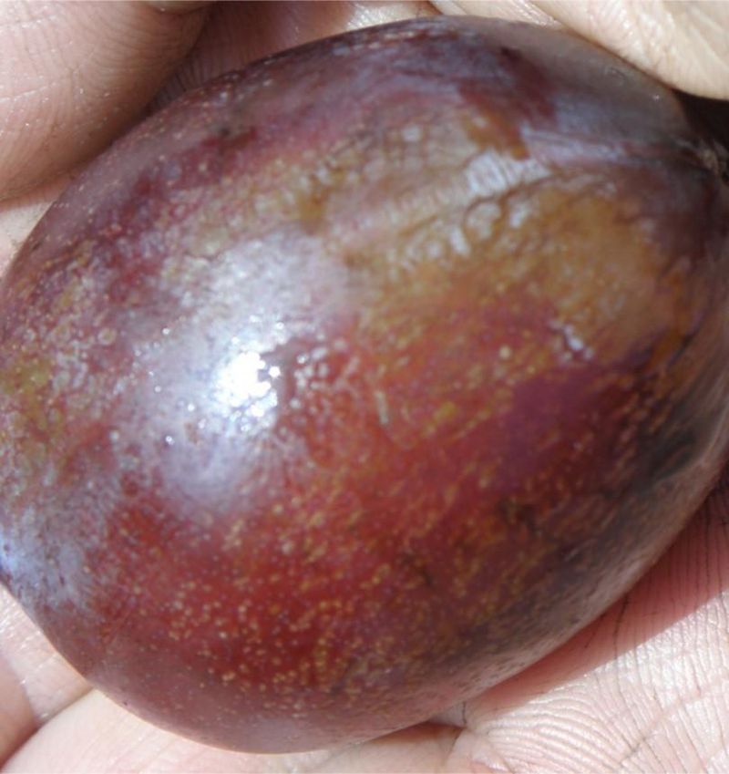 Plum Unsuitable Varieties