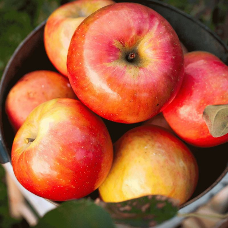 Traditional Apples (Gala, Fuji, Honeycrisp Without Disease Resistance)