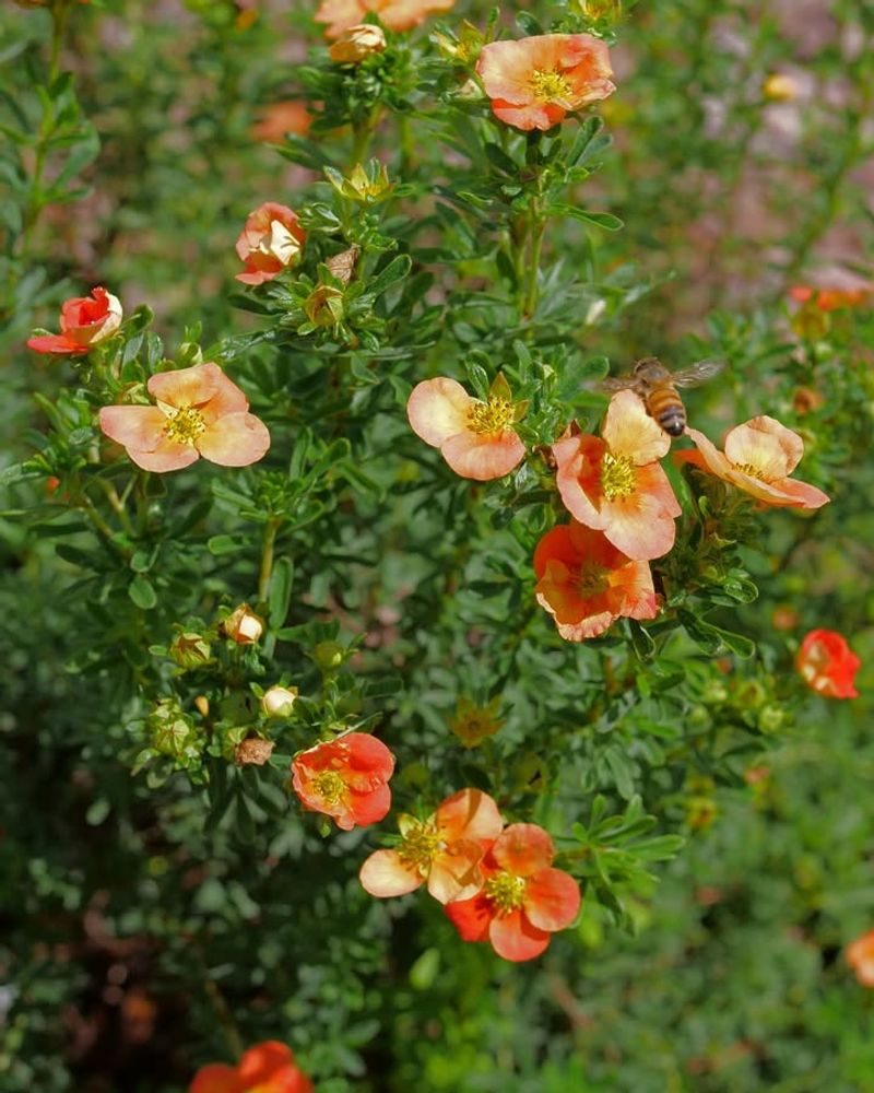 Blooms From Late Spring Through Fall