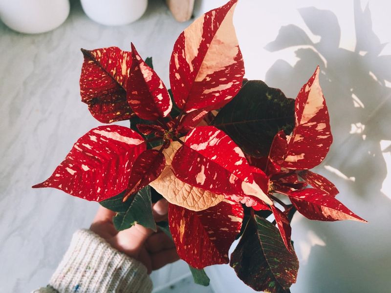 Giving Up On Them Too Soon