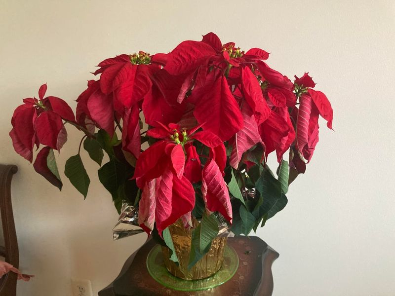 Exposing Plants To Arizona's Outdoor Cold Snaps