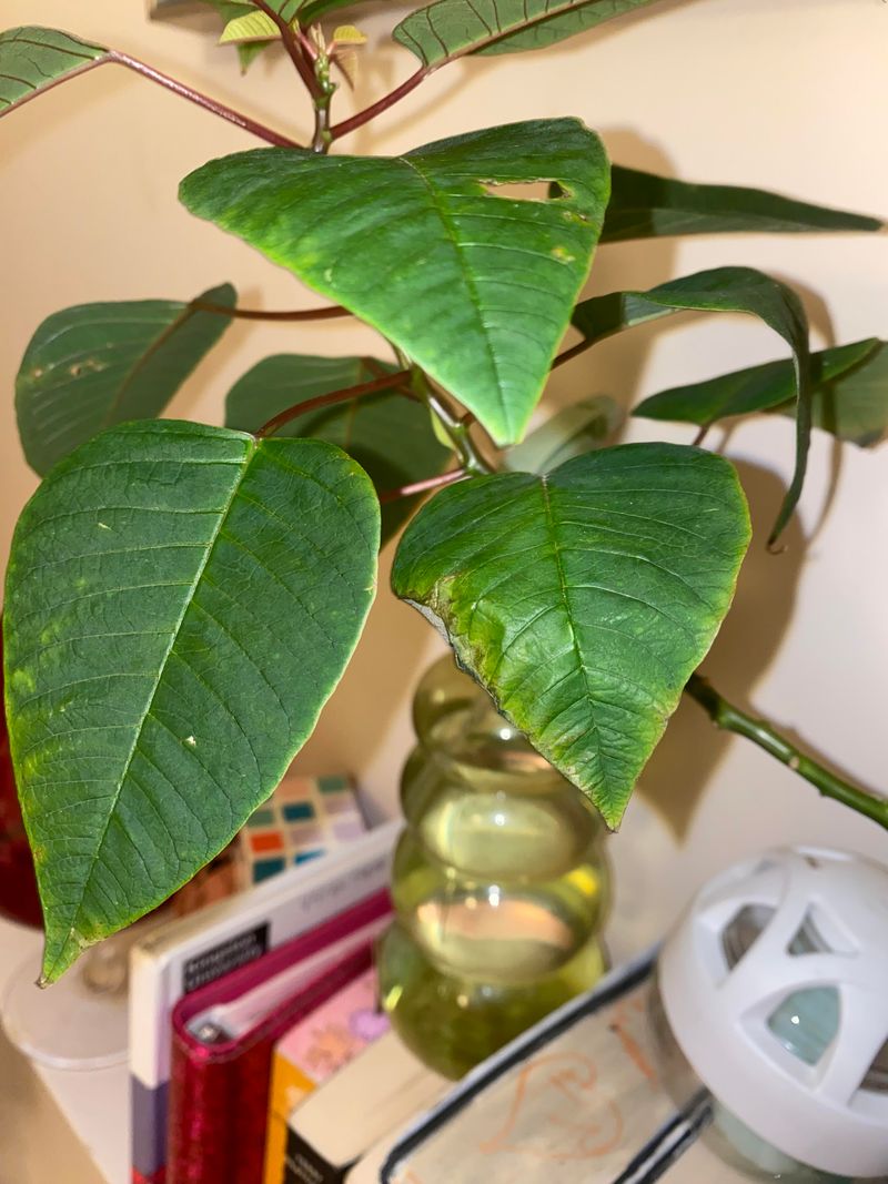 Fertilizing Too Much Or At The Wrong Time