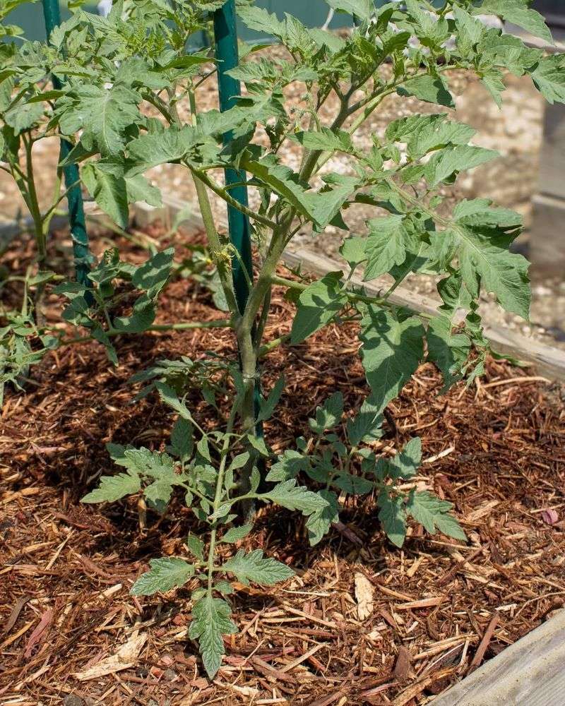 Choosing Mulch That Attracts Unwanted Pests