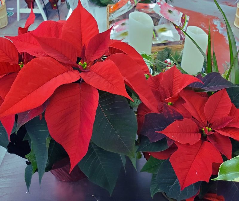 Fertilizing During The Holiday Display Period