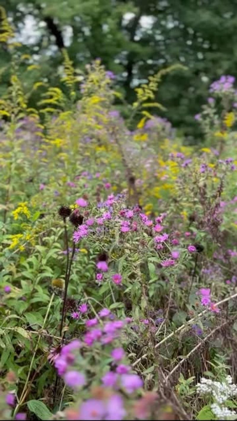 Seasonal Color Changes Keep Yards Interesting