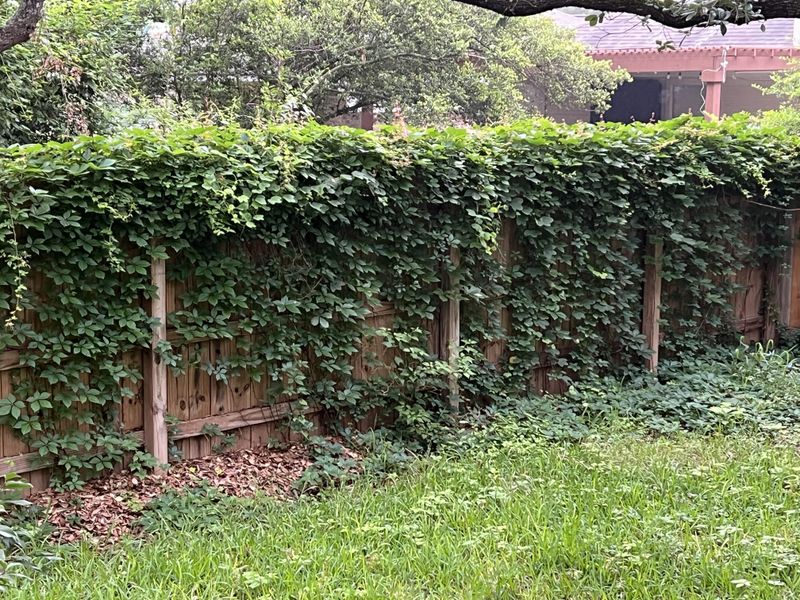 Responsibility For Vine Damage Lies With The Owner