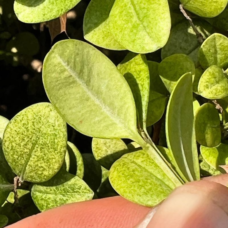 Macrophoma Leaf Spot Disfigures Boxwood Foliage
