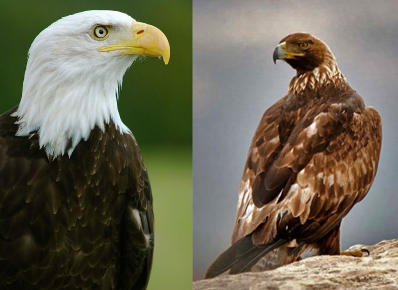 Bald Eagles And Golden Eagles