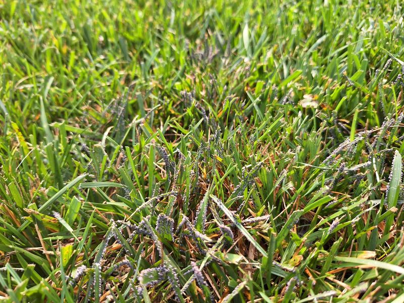 Combat Fungal Diseases Without Harsh Chemicals