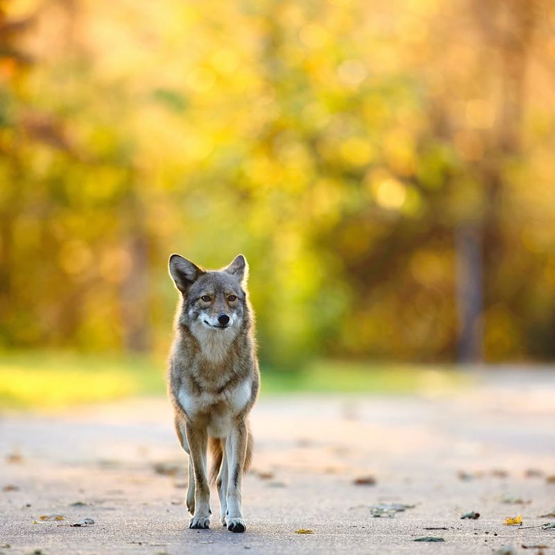 Avoid Running Away Or Turning Your Back