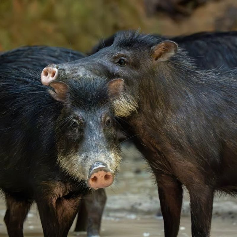 Do Not Try Feeding Or Approaching The Hog