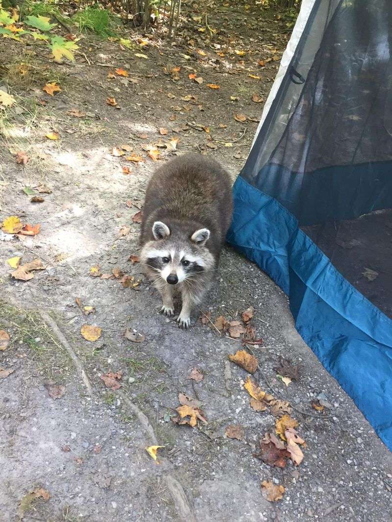 Do Not Feed Or Offer Food To The Raccoon