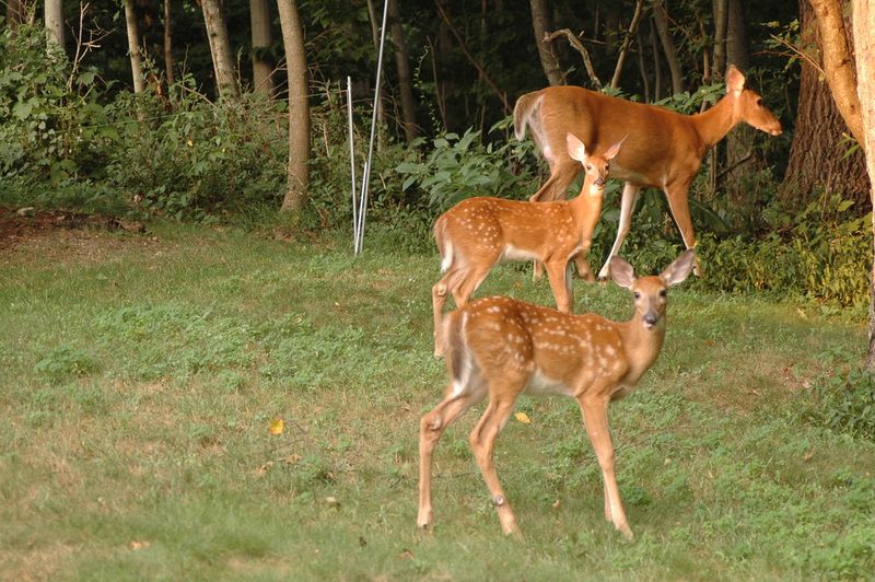 Do Not Chase Or Attempt To Touch The Deer