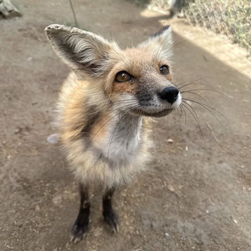 Don't Try To Touch Or Catch The Fox