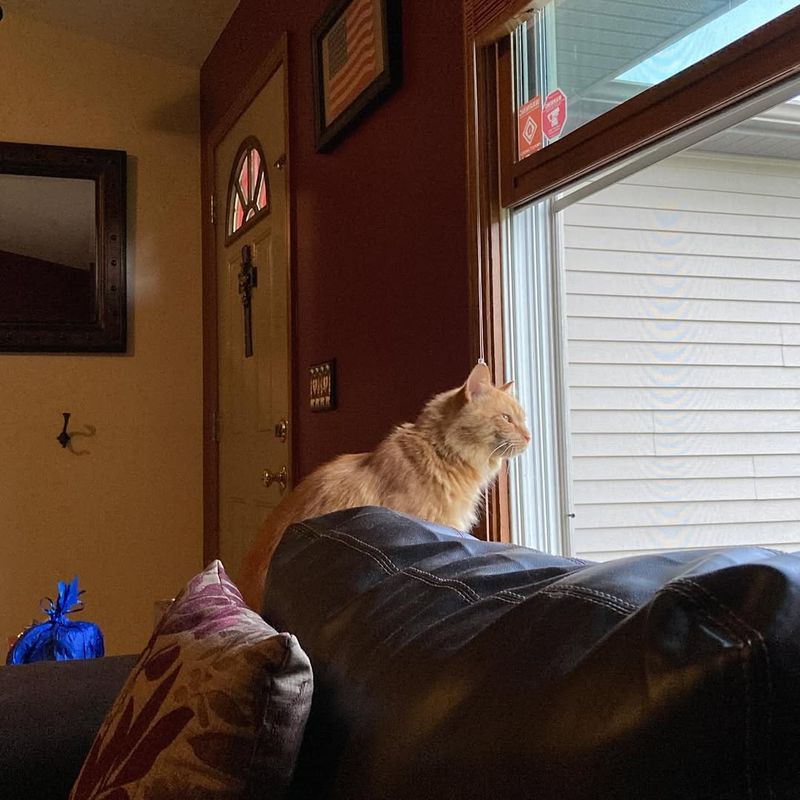 Secure Your Pets Indoors Immediately