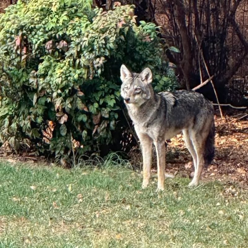 Do Not Chase The Coyote Around The Yard
