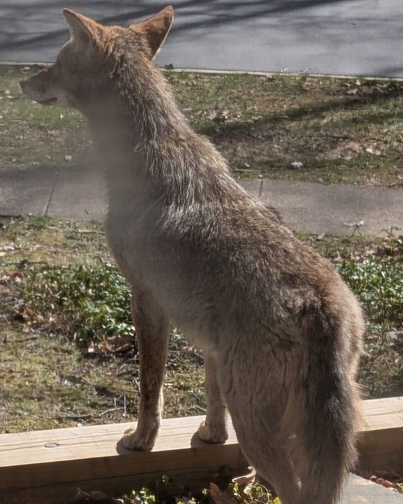 Report Aggressive Behavior To Wildlife Authorities