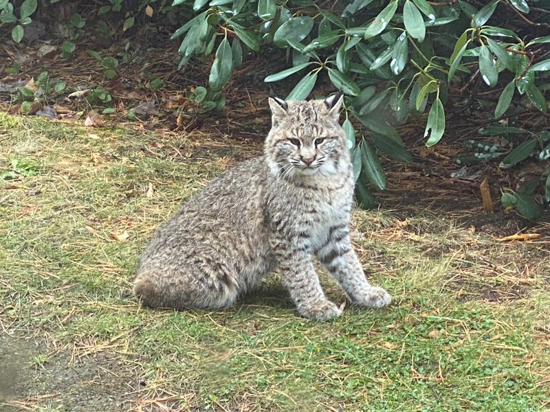 Avoid Cornering Or Chasing The Bobcat
