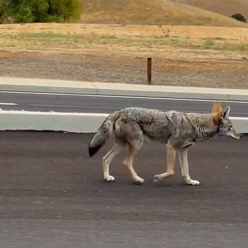 Do Not Let Pets Confront The Coyote