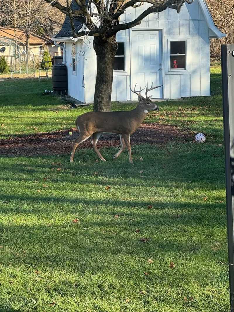 Remove Attractive Food Sources