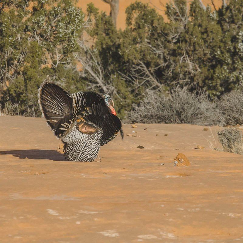 Make Yourself Appear Large And Intimidating