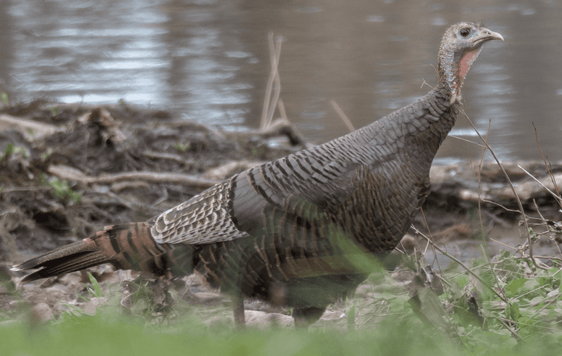 Make Noise And Act Assertive If They Approach