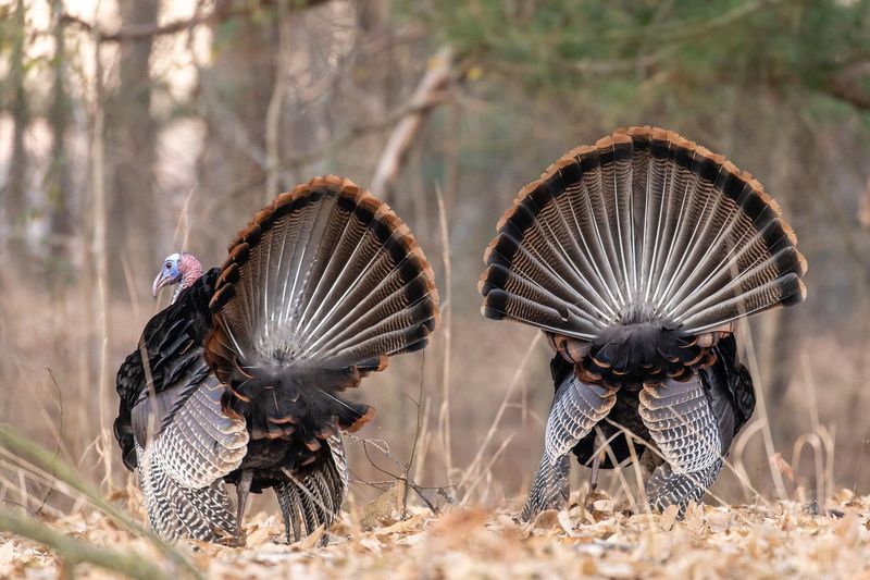 Recognize Aggressive Turkey Behavior And Warning Signs