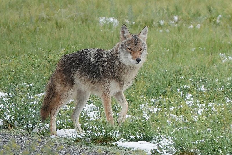 Use Noise-Making Objects To Startle The Animal