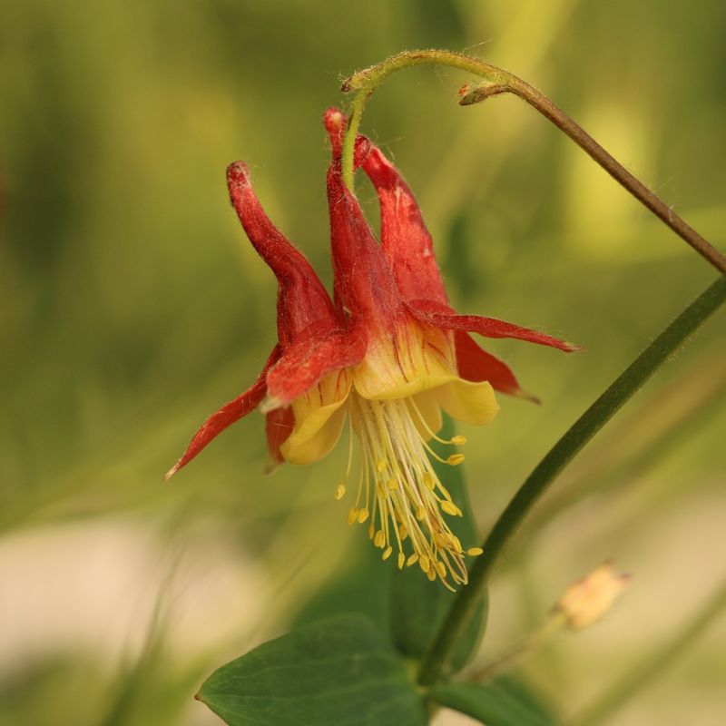 Wild Columbine Thrives In Shade Gardens
