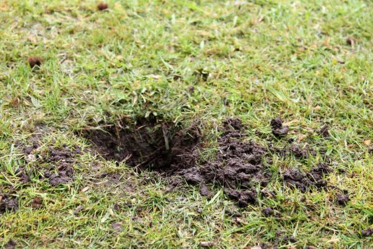 hole in lawn