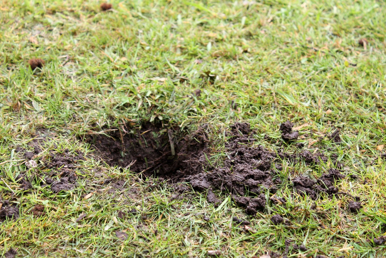 New Jersey Homeowners Are Reporting Mysterious Holes Appearing Overnight And The Culprit Is Revealed