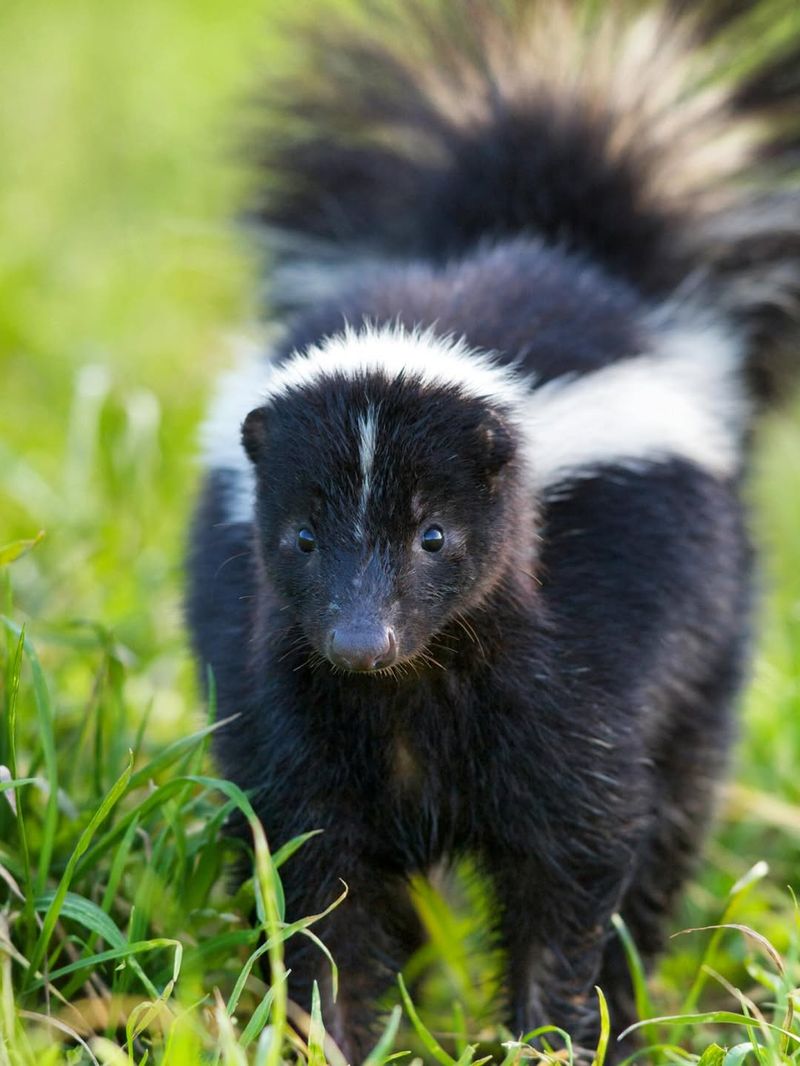 Skunks Are Expert Diggers Looking For Food