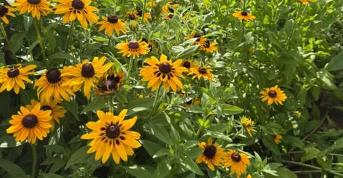 New Native Plant Rebates Open For Maryland Residents — Here’s What You Could Receive
