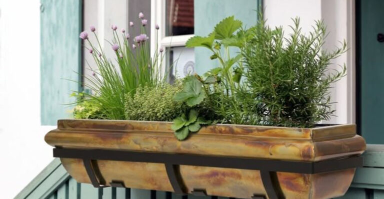 plants (featured image)