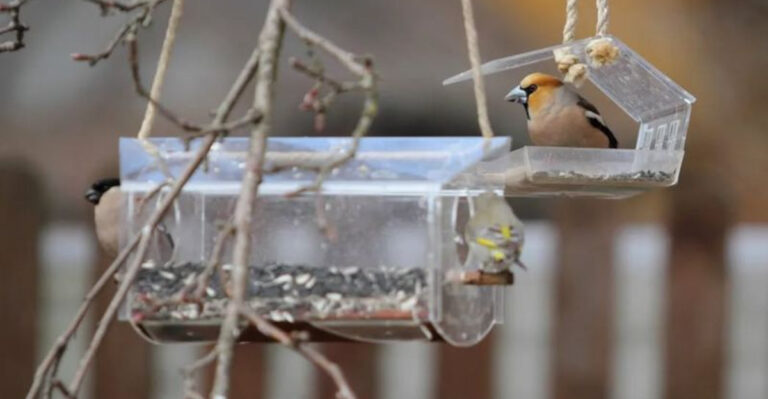 bird (featured image)