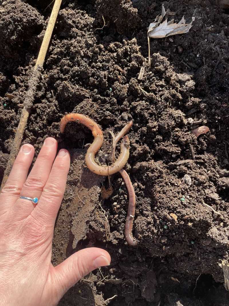 Beneficial Soil Organisms Enter Stress Or Dormancy