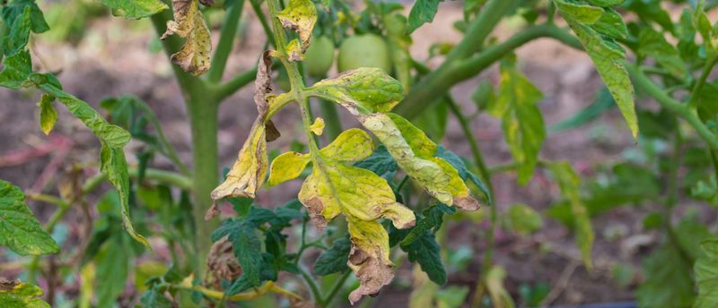 In Soil With Poor Air Circulation