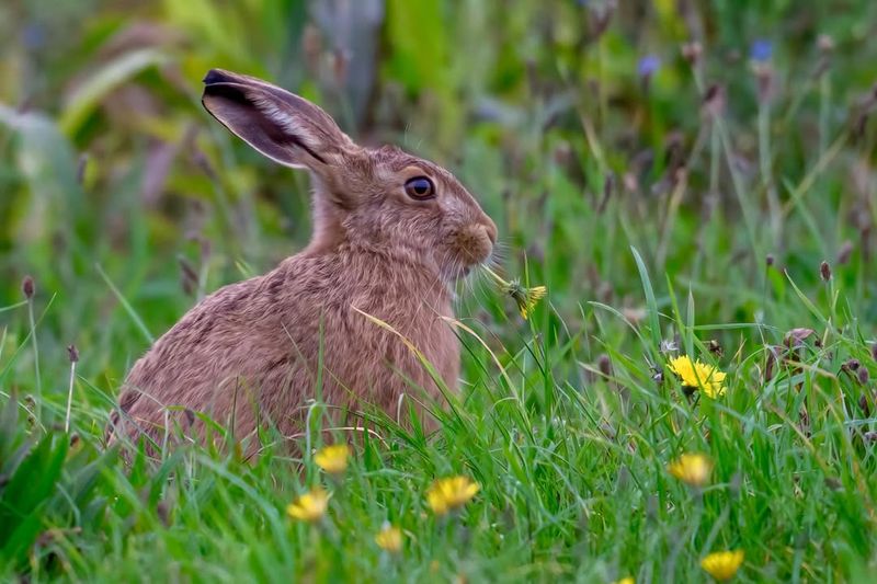 Trails And Paths Through Tall Grass