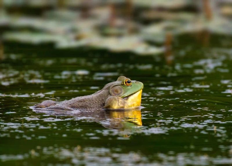 Year-Round Water Availability Supports Complete Life Cycles