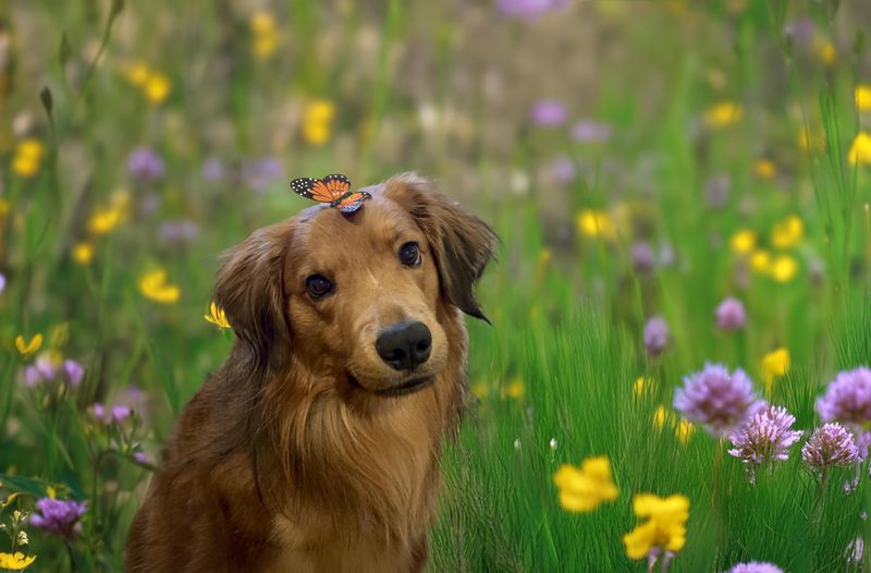 Pet Portrait Sessions at Home