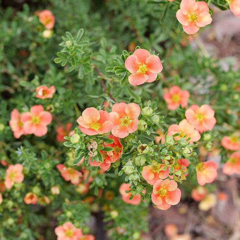 Potentilla