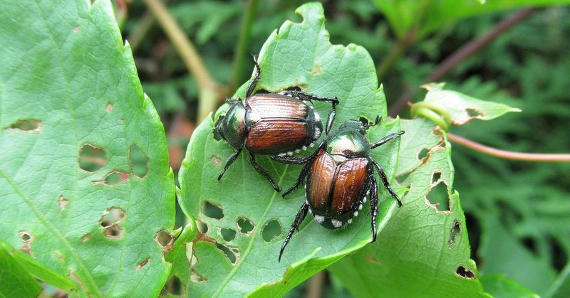 Natural Pest Deterrent During Dormancy