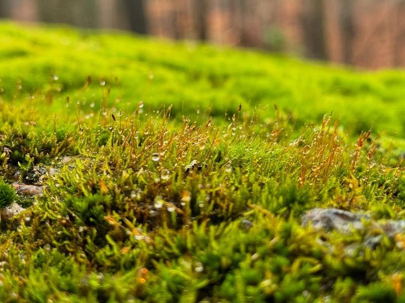 Adapts Well to Vermont's Climate